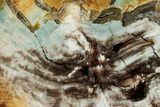 Colorful Polished Petrified Wood End-Cut - Turkey #299412-1